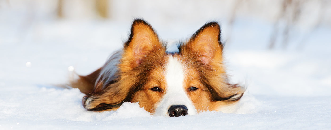 4 tips for caring for your dog’s health this winter