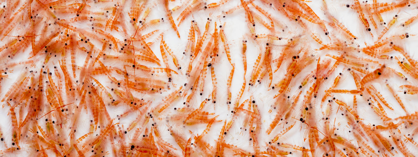 4 reasons to introduce krill to your dog’s diet