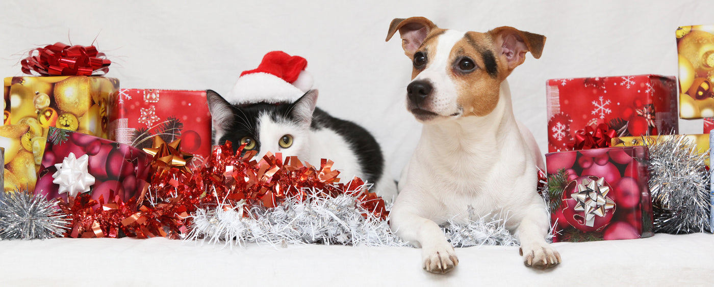 Merry Christmas from Pooch DVD