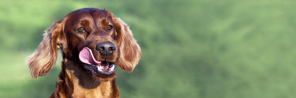 Is your dog getting the right nutrition?