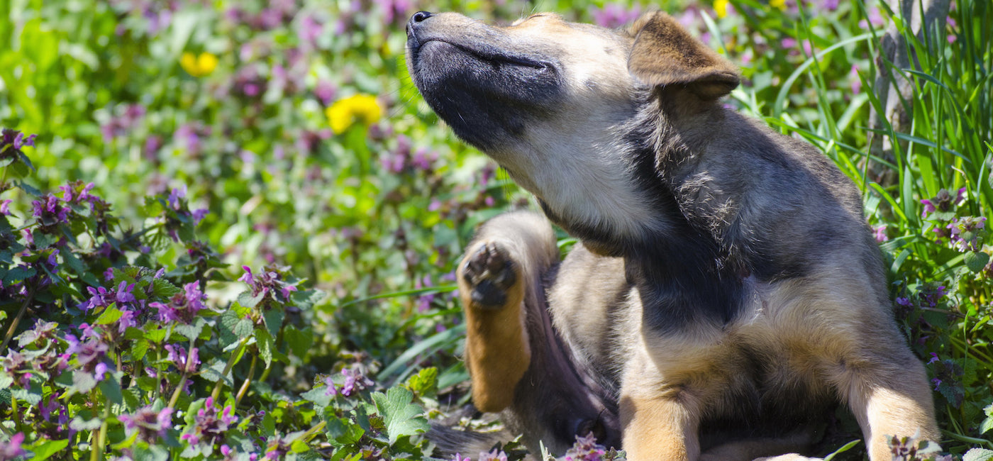 Caring for a dog with a skin condition