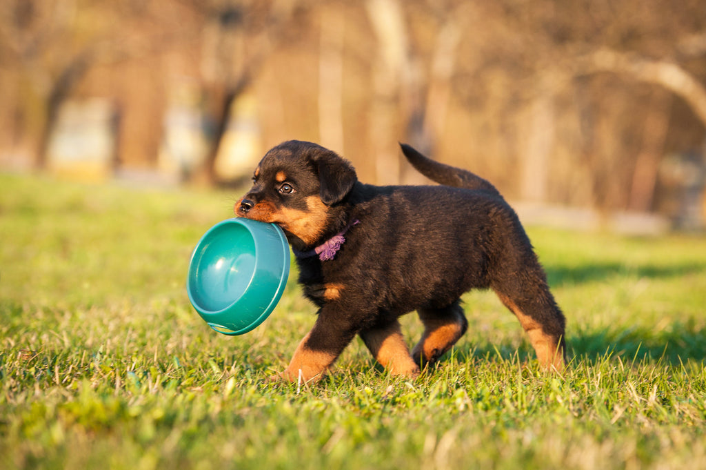 Uncle Benji’s Raw Puppy Food: Organic Lamb & Mutton