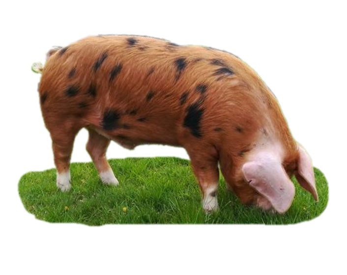 Uncle Benji’s Raw Dog Food: Sandy Black Pig Protein