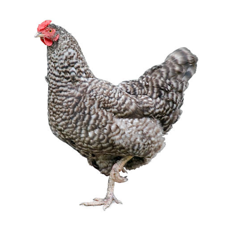 Uncle Benji’s Raw Dog Food: Speckled Hen Protein