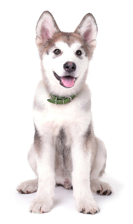 Alaskan Malamute DVD