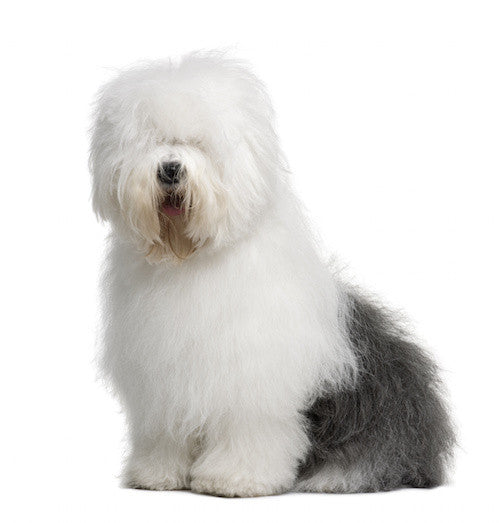 Old English Sheepdog DVD