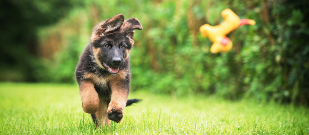 Help your dog gain weight, the healthy way