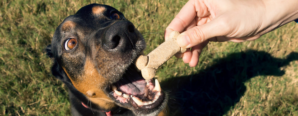 Quality kibble and high-protein treats - A match made in heaven