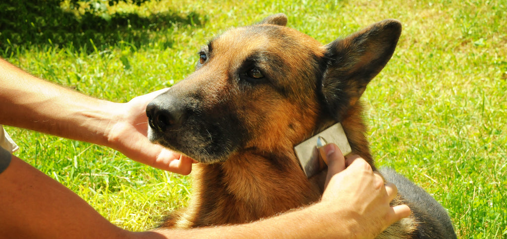 Dog grooming: 4 Top picks from Pooch DVD