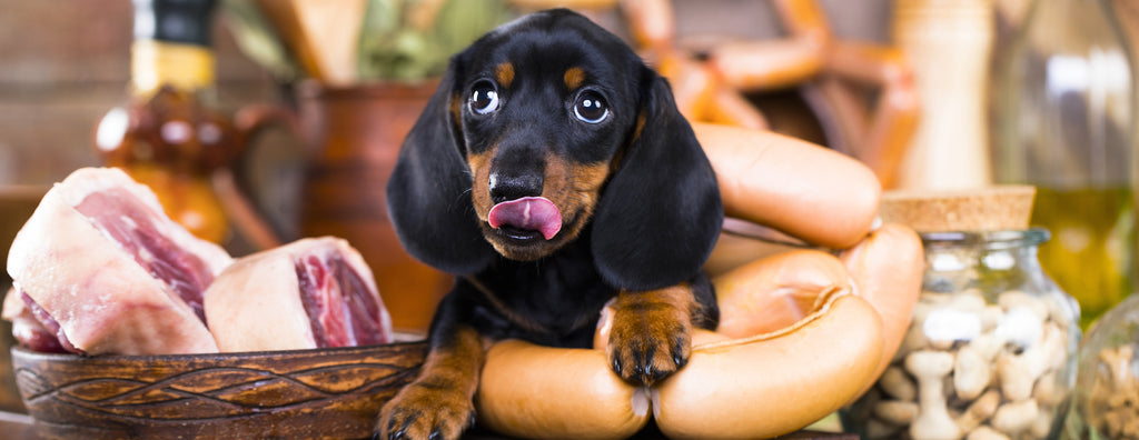 What vitamins does your dog need and why?