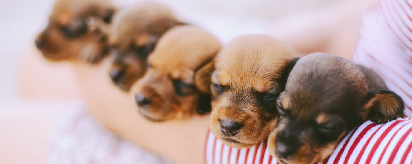 Getting a puppy? Here's 13 must-have puppy products...