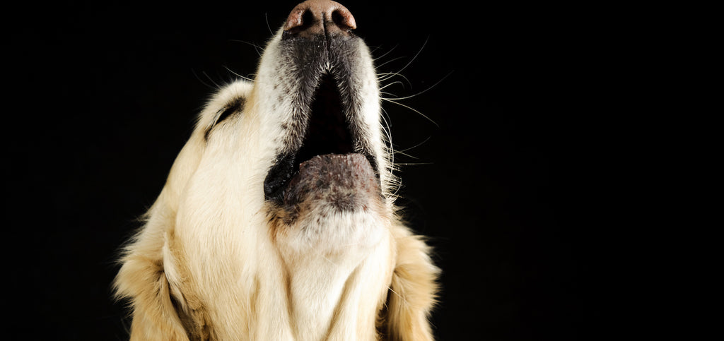 How a behaviourist can help to overcome your dog’s anxiety