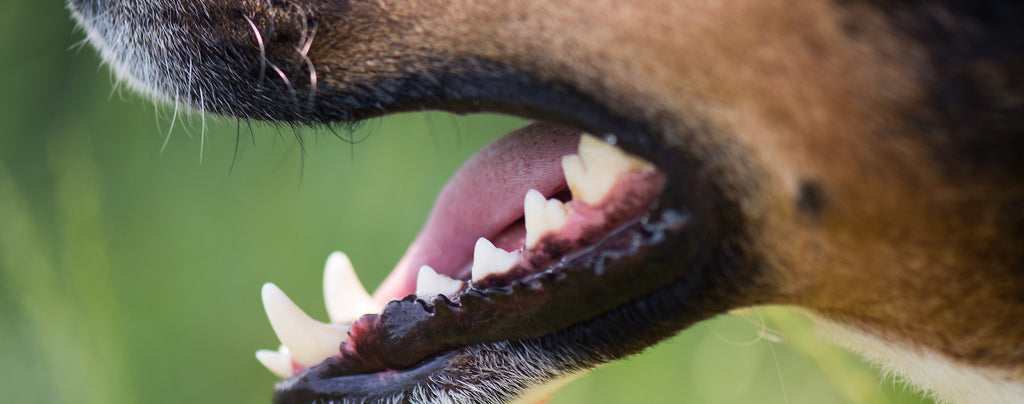 Does your dog suffer from bad breath? Here's what it could be...