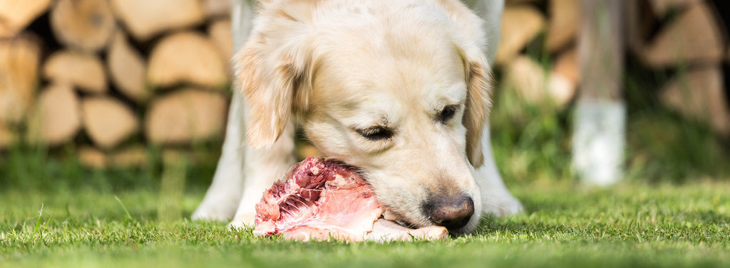 Protein - Is your dog getting enough?