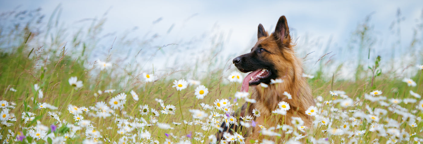 Keep your dog healthy this spring
