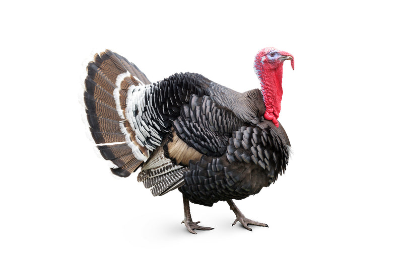 Uncle Benji’s Raw Dog Food: Free Range Turkey Protein