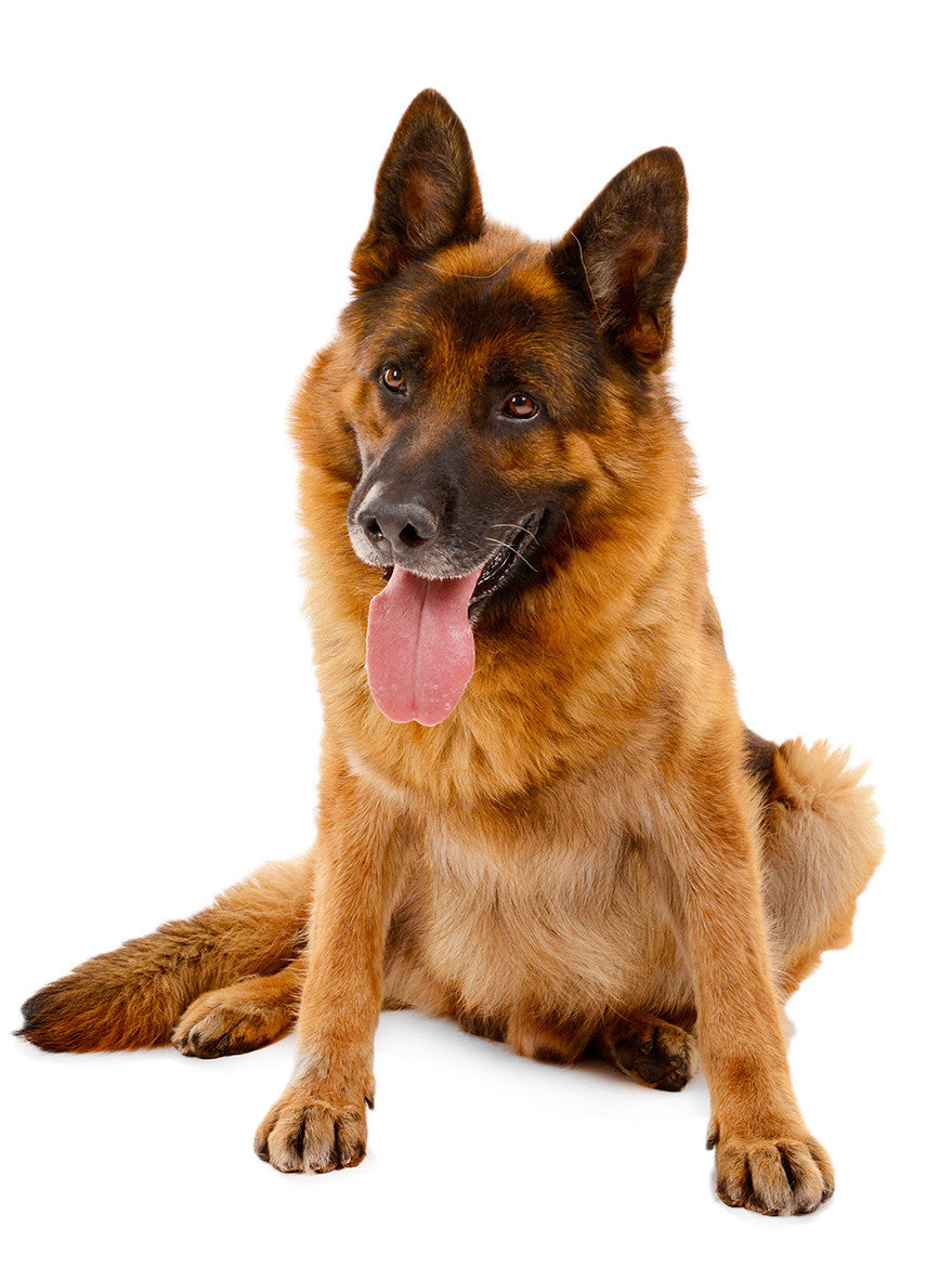 Dog Instructional DVDs – PoochDVD